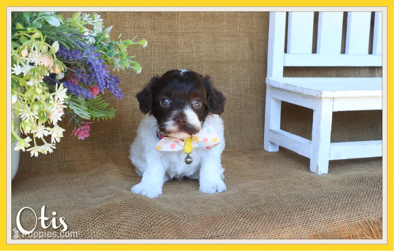 Otis – Cavapoo puppy for sale in Conway, AR