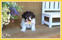 Otis, a male Cavapoo for sale in Conway, AR – 1 of 5
