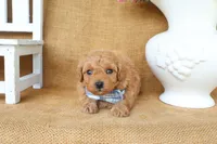Miles, a male Maltipoo for sale in Conway, AR – 2 of 4