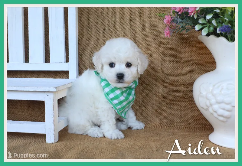 Aiden – Bichon Frise puppy for sale in Conway, AR