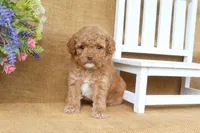 Rosie, a female Cavapoo for sale in Conway, AR – 2 of 5