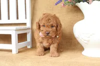 Forest, a male Poodle - Toy  for sale in Conway, AR – 2 of 5