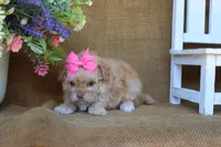 Oakley, a female Cavapoo for sale in Conway, AR – 3 of 5