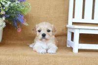 Tilly, a female Cavachon for sale in Conway, AR – 2 of 5