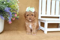 Rosie, a female Cavapoo for sale in Conway, AR – 5 of 5