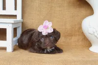 Stella, a female Yorkipoo for sale in Conway, AR – 3 of 6
