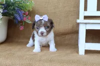 Kate, a female Cavapoo for sale in Conway, AR – 5 of 7