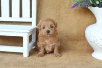 Mabel, a female Maltipoo for sale in Conway, AR – 4 of 4