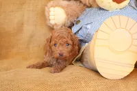 Jasper, a male Poodle - Toy  for sale in Conway, AR – 2 of 5
