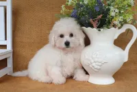Beau, a male Bichon Frise for sale in Conway, AR – 6 of 8