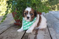 Adam, a male Cavapoo for sale in Conway, AR – 4 of 6