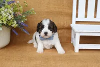 Ian, a male Cavapoo for sale in Conway, AR – 5 of 5