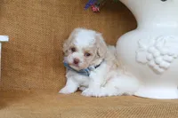 Dean, a male Poodle - Toy  for sale in Conway, AR – 4 of 4