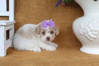 Delilah, a female Poodle - Toy  for sale in Conway, AR – 2 of 4