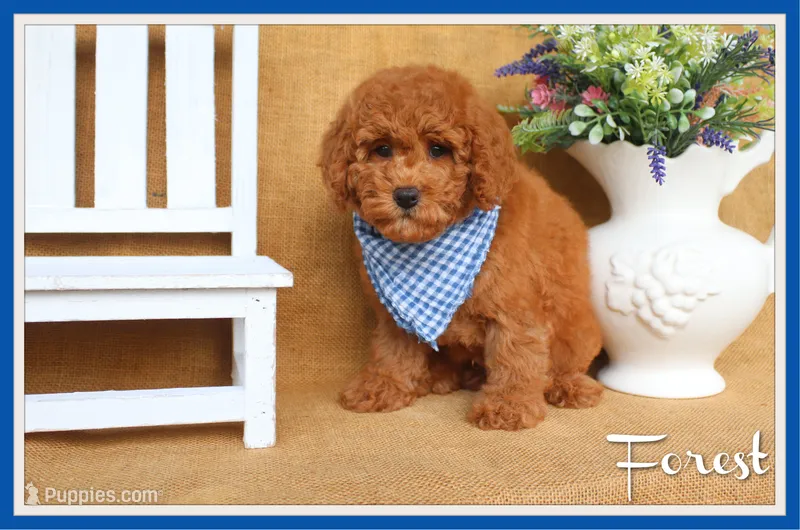 Forest – Poodle - Toy  puppy for sale in Conway, AR