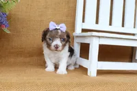 Kate, a female Cavapoo for sale in Conway, AR – 7 of 7