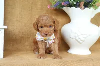 William, a male Poodle - Toy  for sale in Conway, AR – 3 of 5