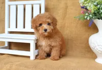 Finn, a male Poodle - Toy  for sale in Conway, AR – 2 of 4