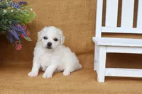 Ava, a female Bichon Frise for sale in Conway, AR – 3 of 6