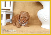 Franklin, a male Poodle - Toy  for sale in Conway, AR – 1 of 5