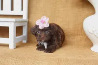 Stella, a female Yorkipoo for sale in Conway, AR – 5 of 6