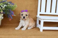 Tilly, a female Cavachon for sale in Conway, AR – 3 of 5