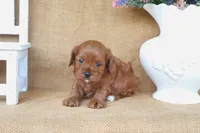 Lainey, a female Cavapoo for sale in Conway, AR – 3 of 4
