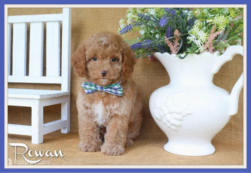 Rowan – Cavapoo puppy for sale in Conway, AR