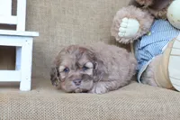 Crew, a male Cockapoo for sale in Conway, AR – 2 of 4