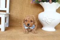 Miles, a male Maltipoo for sale in Conway, AR – 4 of 4