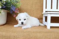 Aiden, a male Bichon Frise for sale in Conway, AR – 2 of 7