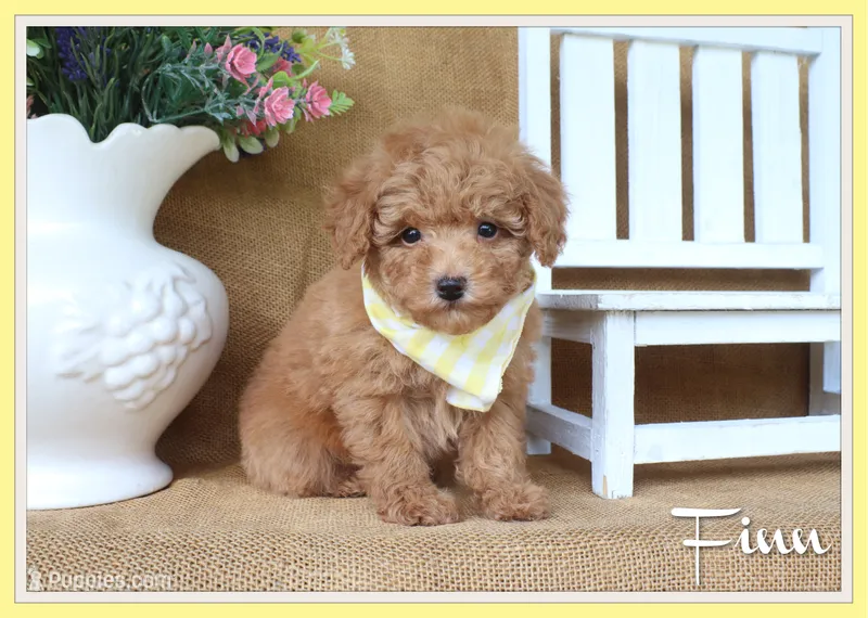 Finn – Poodle - Toy  puppy for sale in Conway, AR