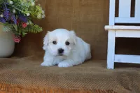 Mason, a male Maltese for sale in Conway, AR – 2 of 6