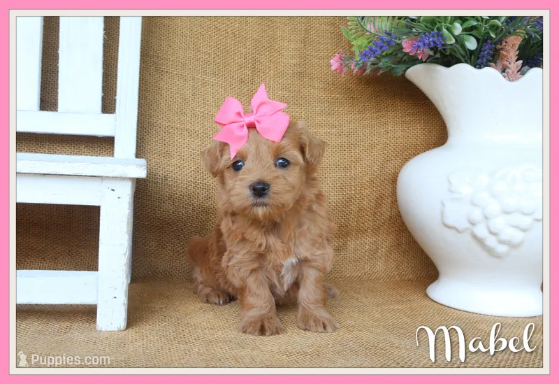 Mabel – Maltipoo puppy for sale in Conway, AR