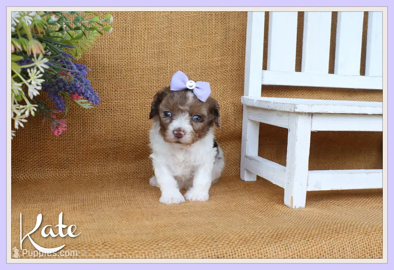 Kate – Cavapoo puppy for sale in Conway, AR
