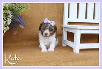 Kate, a female Cavapoo for sale in Conway, AR – 1 of 7