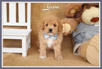Liam, a male Poodle - Miniature  for sale in Conway, AR – Photo 1 of 5