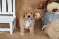 Liam, a male Poodle - Miniature  for sale in Conway, AR – Photo 2 of 5