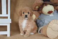 Liam, a male Poodle - Miniature  for sale in Conway, AR – Photo 3 of 5