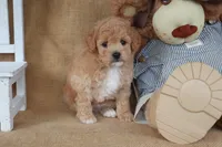 Liam, a male Poodle - Miniature  for sale in Conway, AR – Photo 5 of 5