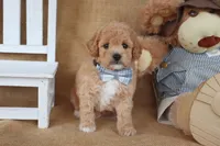 Liam, a male Poodle - Miniature  for sale in Conway, AR – Photo 4 of 5