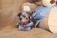 Parker, a male Yorkipoo for sale in Conway, AR – 4 of 5