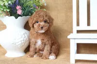 William, a male Poodle - Toy  for sale in Conway, AR – 3 of 5