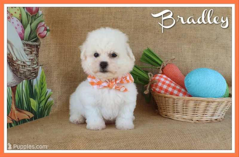 Bradley – Bichon Frise puppy for sale in Conway, AR