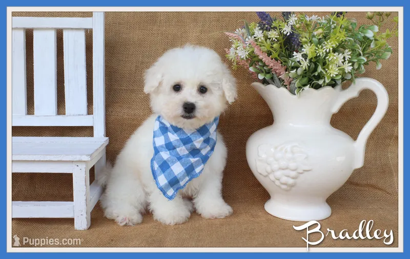 Bradley – Bichon Frise puppy for sale in Conway, AR