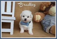 Bradley, a male Bichon Frise for sale in Conway, AR – Photo 1 of 4