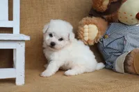 Bradley, a male Bichon Frise for sale in Conway, AR – Photo 4 of 4