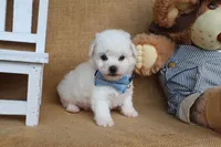 Bradley, a male Bichon Frise for sale in Conway, AR – Photo 3 of 4