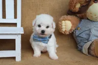 Bradley, a male Bichon Frise for sale in Conway, AR – Photo 2 of 4