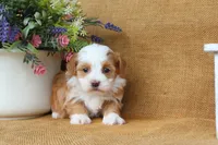 Hallie, a female Havanese for sale in Conway, AR – 2 of 6